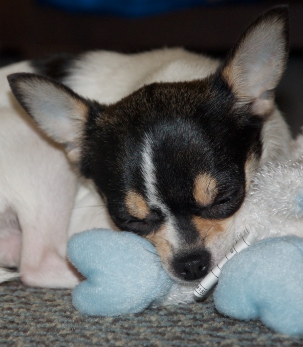 Sweet little sleeping Chihuahua